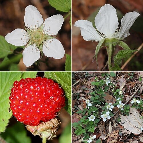 Rubus hirsutus