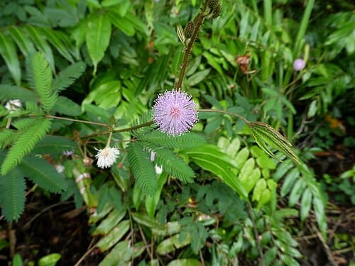 Mimosa pudica