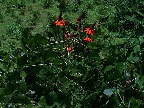 Erythrina arborescens