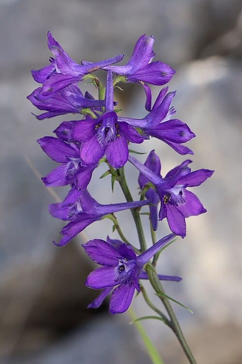 Delphinium pentagynum