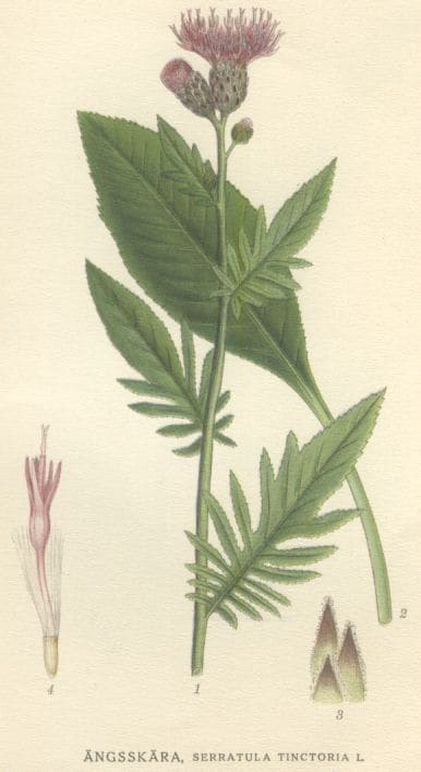 Serratula, standing in for Serratula chinensis