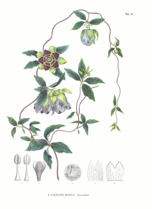 Codonopsis lanceolata