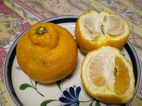 Citrus sulcata