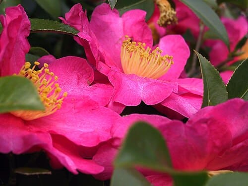 Camellia, standing in for Camellia nujiangensis