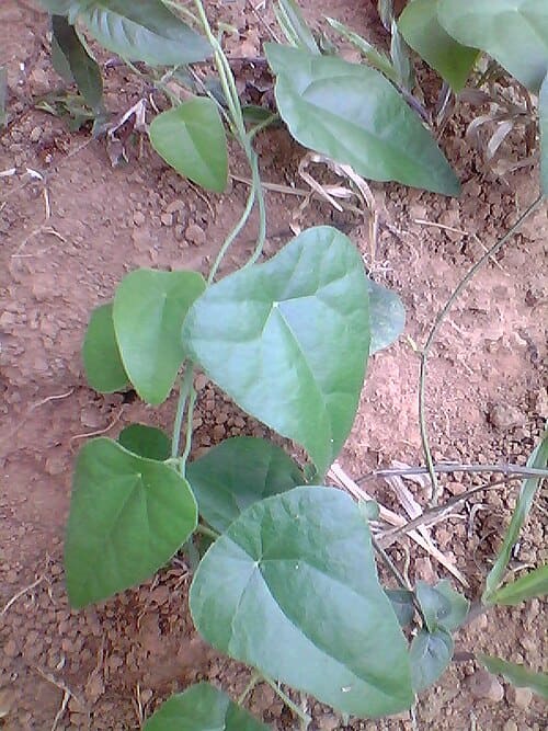 Cyclea, standing in for Cyclea sutchuenensis