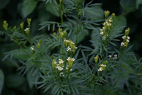 Tagetes minuta