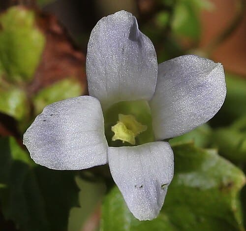 Pterygocalyx volubilis