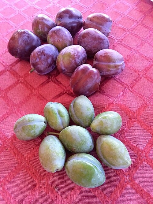Prunus domestica