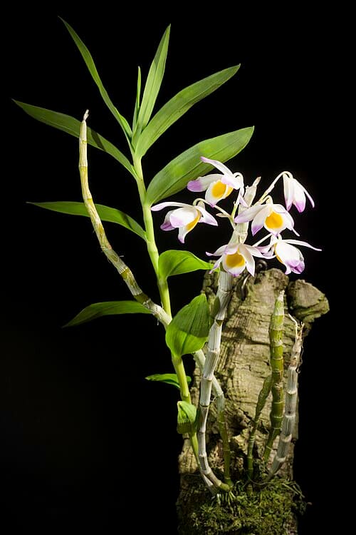 Dendrobium gratiosissimum