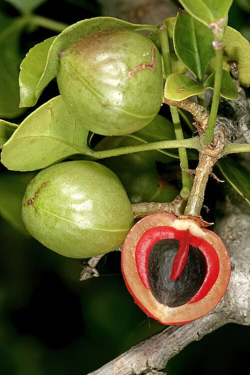Commiphora, standing in for Commiphora molmol
