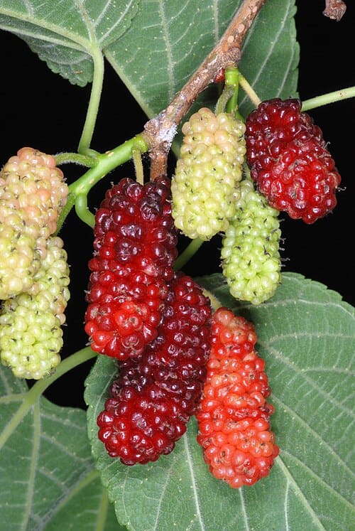 Morus rubra