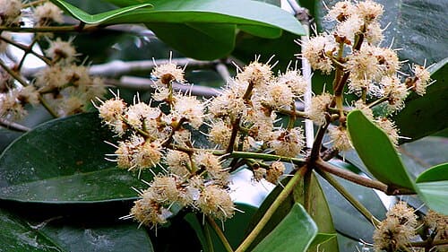 Calyptranthes, standing in for Calyptranthes nuda