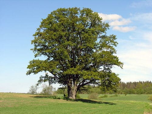 Quercus robur