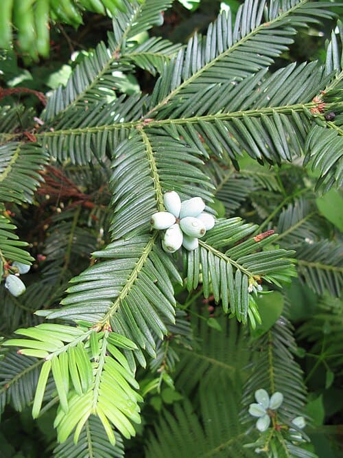 Cephalotaxus harringtonia