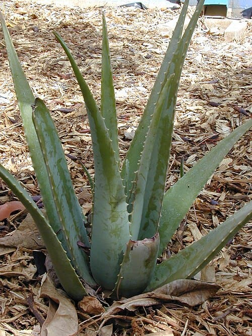 Aloe vera, standing in for Aloe vera var. chinensis