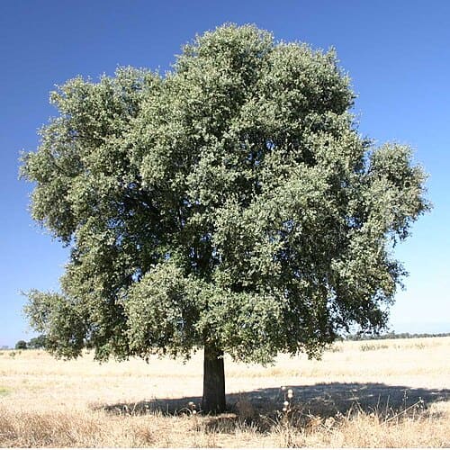 Fagaceae, standing in for Pasania