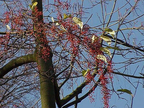 Flacourtiaceae