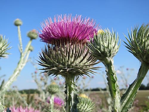 Onopordum acanthium