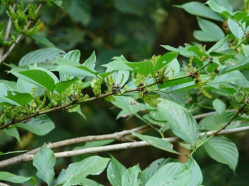 Dendrolobium triangulare