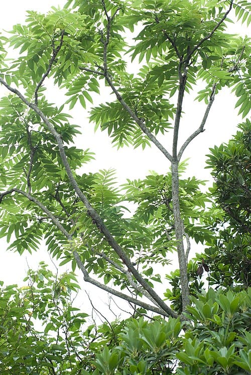 Zanthoxylum ailanthoides