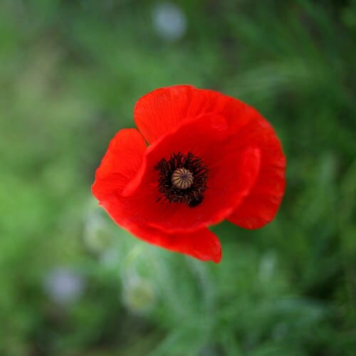 Papaver, standing in for Papaver long-fruit