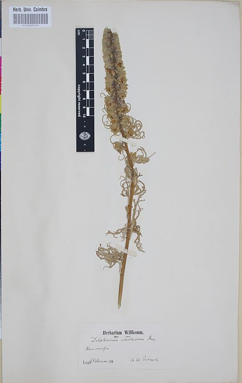 Delphinium albiflorum