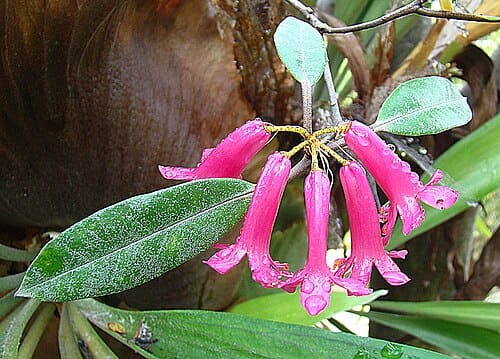 Rhododendron malayanum