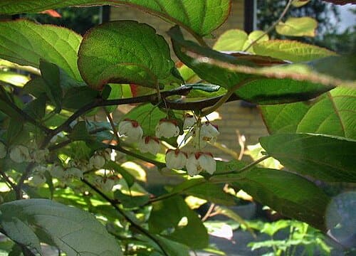 Actinidia, standing in for Actinidia glaucophylla