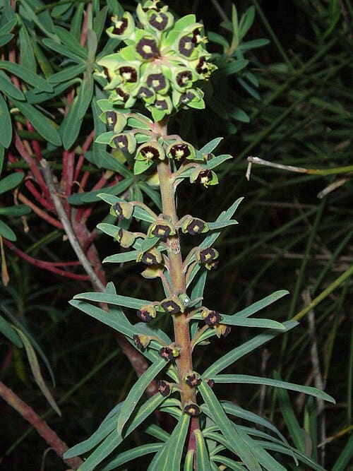 Euphorbia characias