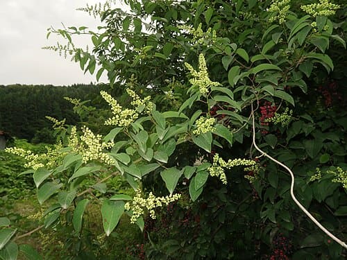 Berchemia, standing in for Berchemia sinica