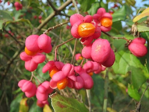 Euonymus europaeus