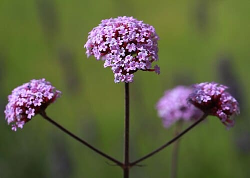 Verbenaceae