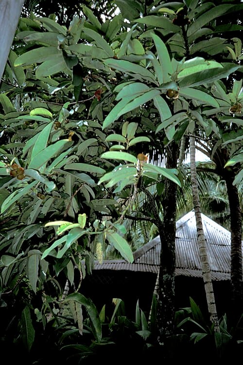Diospyros discolor