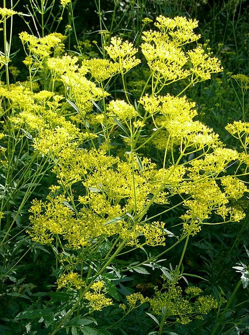 Patrinia scabiosifolia