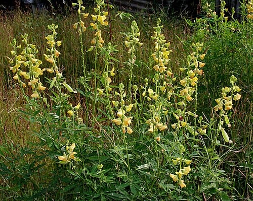 Crotalaria quinquefolia