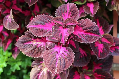 Plectranthus scutellarioides
