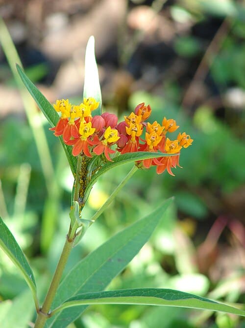 Asclepias curassavica