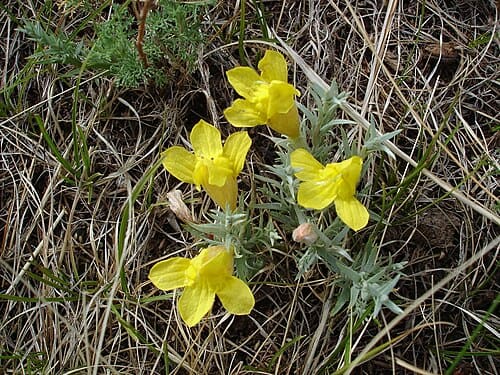 Cymbaria daurica
