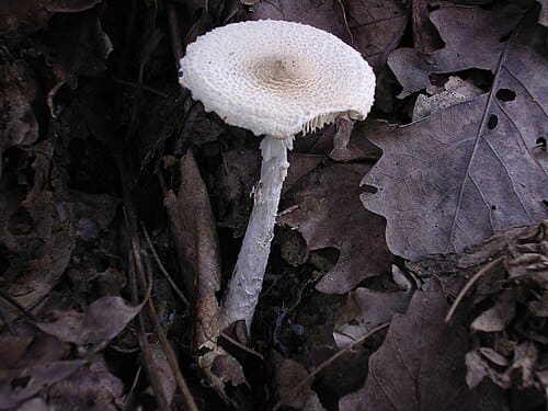 Lepiota, standing in for Lepiota rostrata