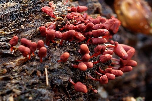 Arcyria denudata