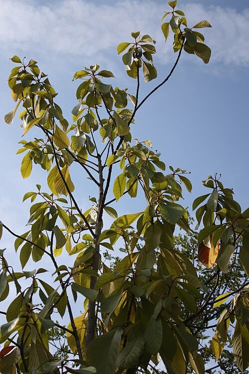 Phoebe, standing in for Phoebe chejiangensis