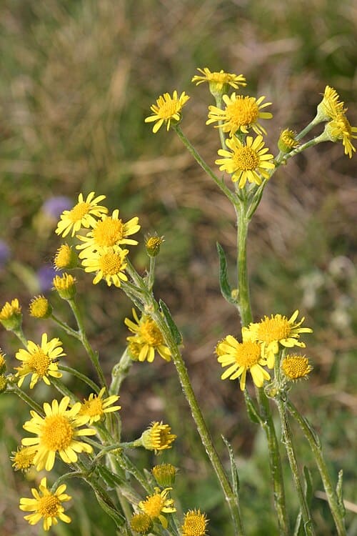 Tephroseris kirilowii