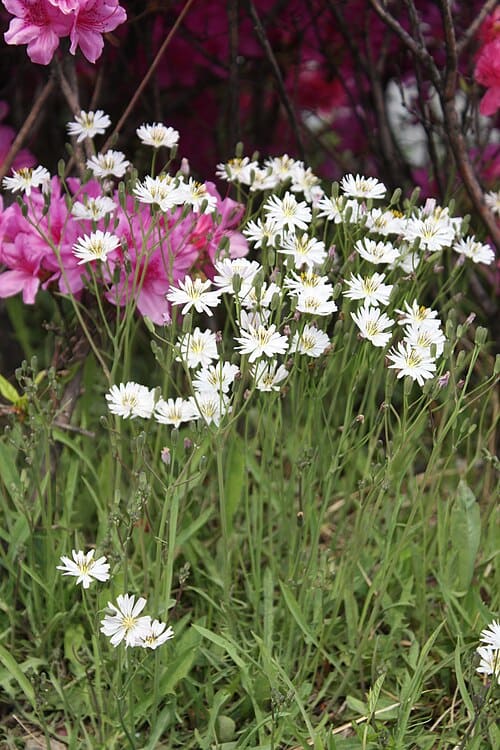 Ixeris, standing in for Ixeris sonchifolia
