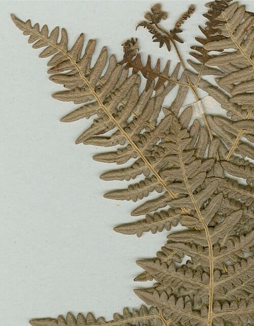 Pteridium aquilinum