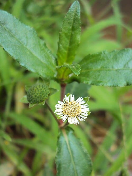 Eclipta alba