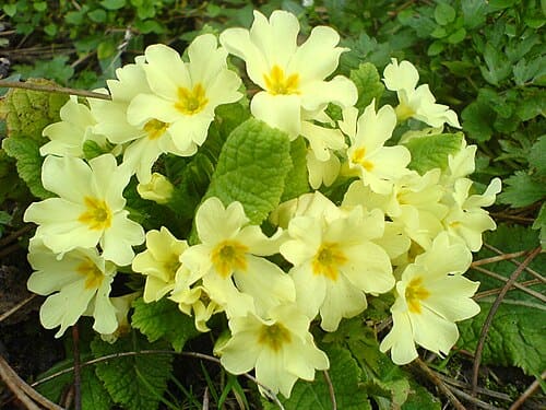 Primula, standing in for Primula alpina