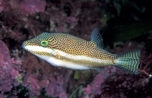 Tetraodontidae
