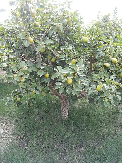 Diospyros kaki