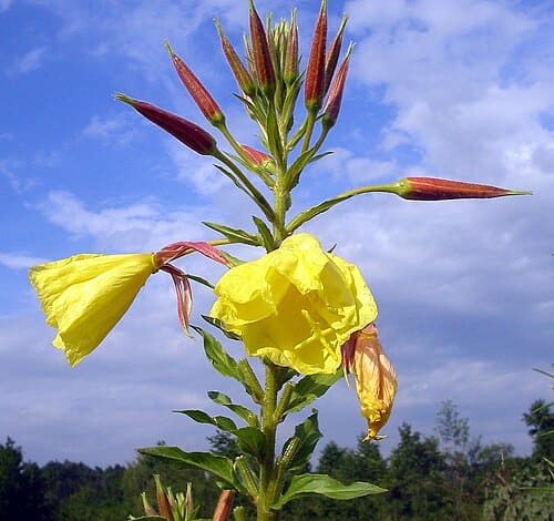 Oenothera, standing in for Oenothera shortvillosa