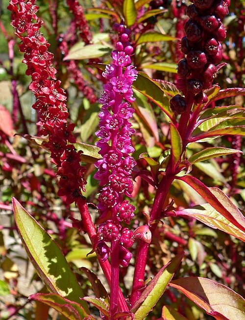 Phytolacca icosandra